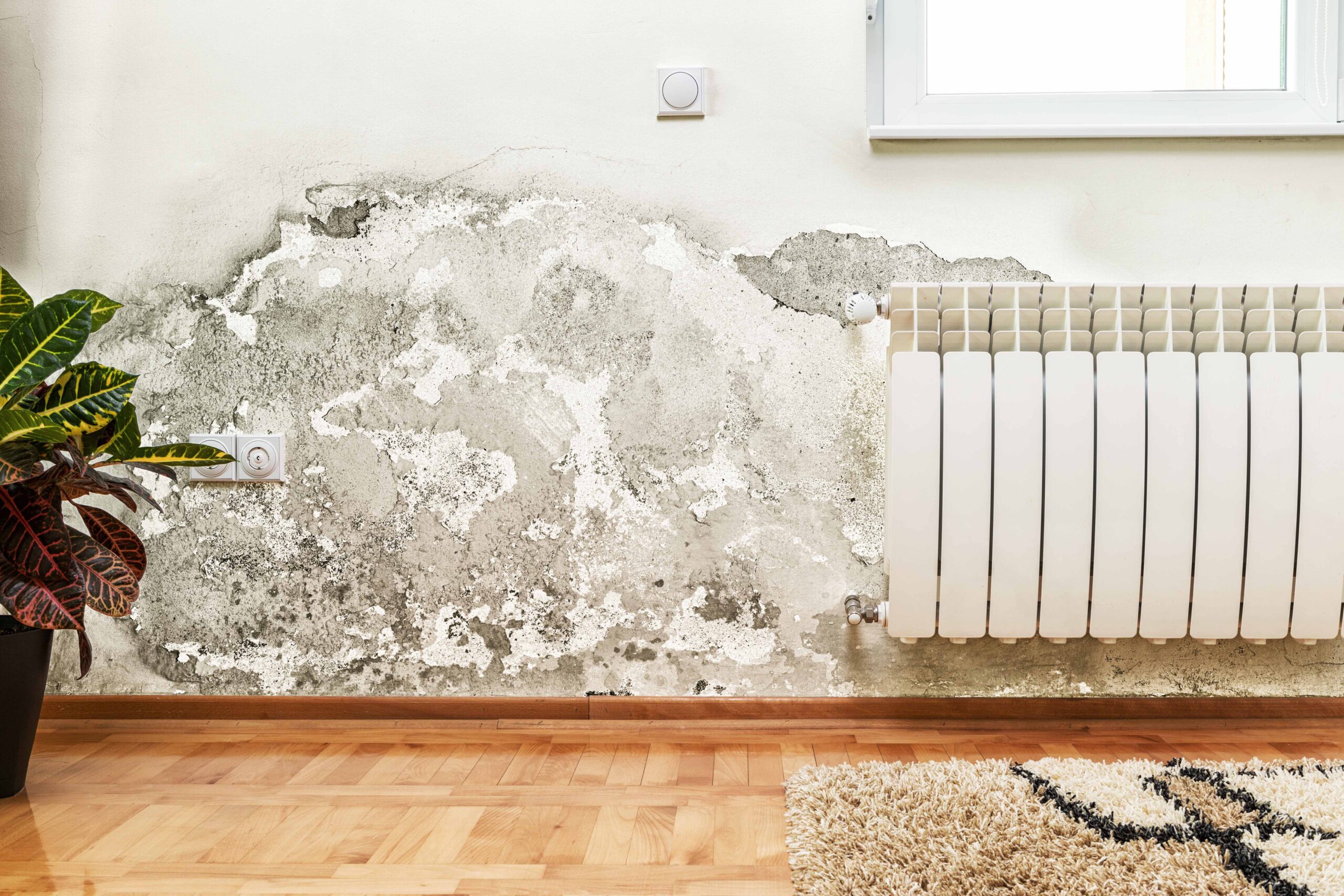 Say Goodbye to Dampness in Walls